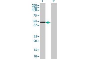 Western Blot analysis of IRF1 expression in transfected 293T cell line by IRF1 MaxPab polyclonal antibody. (IRF1 antibody  (AA 1-325))