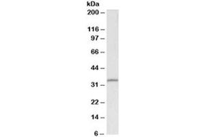 Western blot testing of HEK293 lysate with Fibrillarin antibody at 0. (Fibrillarin antibody)
