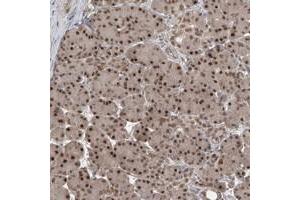 Immunohistochemical staining of human pancreas with LAGE3 polyclonal antibody  shows strong nuclear positivity in exocrine glandular cells at 1:50-1:200 dilution. (LAGE3 antibody)