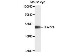 Western blot analysis of extracts of mouse eye cells，using TFAP2A antibody. (TFAP2A antibody)