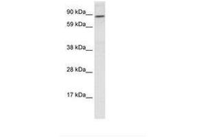 Image no. 1 for anti-Transcription Factor 4 (TCF4) (N-Term) antibody (ABIN6749785) (TCF4 antibody  (N-Term))