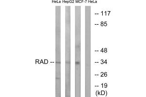 Western blot analysis of extracts from HeLa cells, HepG2 cells and MCF-7 cells, using RAD antibody. (RRAD antibody  (Internal Region))