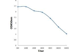 Antigen: 0. (TBXAS1 antibody  (AA 451-533))