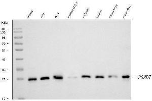 Western blot analysis of Proteasome 20S beta 7/PSMB7 using anti-Proteasome 20S beta 7/PSMB7 antibody (ABIN7600255).