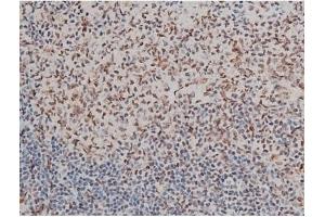 ABIN6254982 and ABIN6267395 at 1/200 staining Rat spleen tissue sections by IHC-P. (GATA1 antibody  (pSer142))