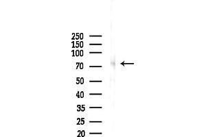 anti-ER Degradation Enhancer, Mannosidase alpha-Like 1 (EDEM1) (C-Term) antibody
