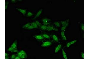 Immunofluorescent analysis of Hela cells using ABIN7163409 at dilution of 1:100 and Alexa Fluor 488-congugated AffiniPure Goat Anti-Rabbit IgG(H+L) (PHAX antibody  (AA 6-243))