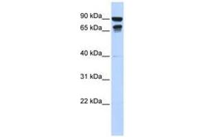 Image no. 1 for anti-Male-Specific Lethal 3 Homolog (MSL3) (N-Term) antibody (ABIN6740626) (MSL3 antibody  (N-Term))