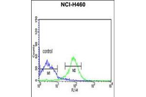 Flow cytometric analysis of NCI-H460 cells (right histogram) compared to a negative control cell (left histogram). (FKBP14 antibody  (N-Term))