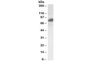 Western blot testing of HeLa lysate with RAB11FIP1 antibody at 0. (RAB11FIP1 antibody)