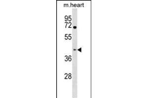 Mouse Khdrbs1 Antibody (C-term) (ABIN1537301 and ABIN2838340) western blot analysis in mouse heart tissue lysates (35 μg/lane). (KHDRBS1 antibody  (C-Term))