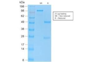 SDS-PAGE Analysis Purified p53 Mouse Monoclonal Antibody (PAb1801). (p53 antibody)