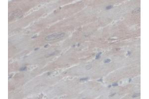 IHC-P analysis of Mouse Heart Tissue, with DAB staining. (PEX1 antibody  (AA 172-377))