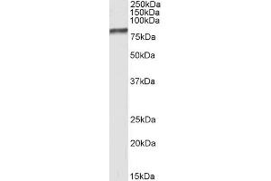 ABIN184770 (0. (BAG3 antibody  (C-Term))