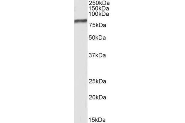 BAG3 antibody  (C-Term)