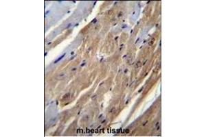 FGF16 Antibody (N-term) (ABIN655807 and ABIN2845234) immunohistochemistry analysis in formalin fixed and paraffin embedded mouse heart tissue followed by peroxidase conjugation of the secondary antibody and DAB staining. (FGF16 antibody  (N-Term))