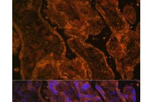 Immunofluorescence analysis of Human placenta using CD34 Polyclonal Antibody at dilution of 1:100. (CD34 antibody)