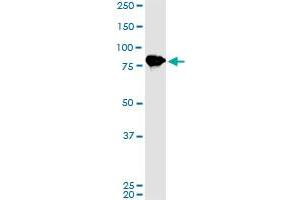 LETM1 monoclonal antibody (M02), clone 2C6. (LETM1 antibody  (AA 601-708))