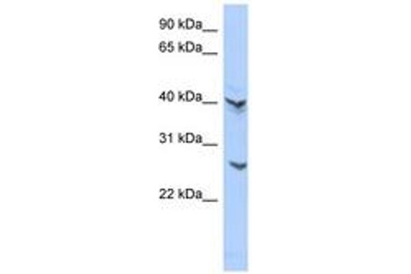 ATP6V0E2 antibody  (AA 107-156)
