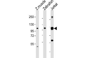 All lanes : Anti-srrt Antibody (C-Term) at 1:2000 dilution Lane 1: Zebrafish muscle lysates Lane 2: Zebrafish lysates Lane 3: Jurkat whole cell lysates Lysates/proteins at 20 μg per lane. (SRRT antibody  (AA 733-766))