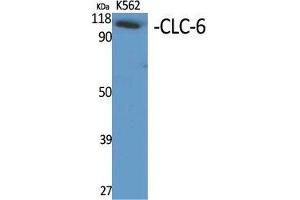 Western Blot (WB) analysis of specific cells using CLC-6 Polyclonal Antibody. (CLCN6 antibody  (Internal Region))