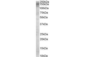 ABIN190878 (0. (TBC1D4 antibody  (Internal Region))