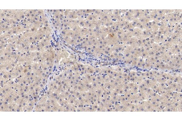 IL29 antibody  (AA 20-200)