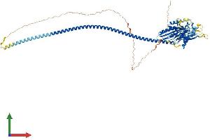 AlphaFold protein structure predicition of Human Recombinant KIFC1 Protein, UniprotID Q9BW19