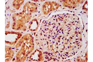 IHC image of ABIN7157138 diluted at 1:200 and staining in paraffin-embedded human kidney tissue performed on a Leica BondTM system.