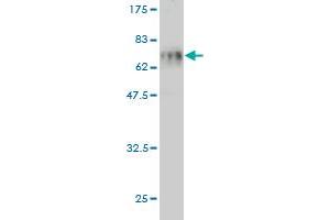 Western Blot detection against Immunogen (64. (SFTPD antibody  (AA 21-375))