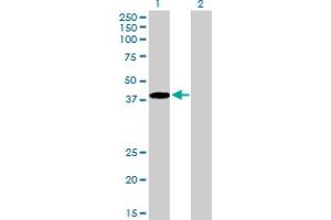Western Blot analysis of RNF14 expression in transfected 293T cell line by RNF14 MaxPab polyclonal antibody. (RNF14 antibody  (AA 1-348))