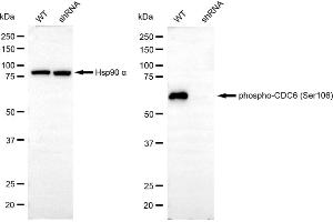 Western blotting analysis using phospho-CDC6 (Ser106) antibody (ABIN7798017). (Recombinant CDC6 antibody  (pSer106))