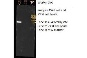 Western Blotting (WB) image for anti-Annexin A1 (ANXA1) (AA 1-346) antibody (ABIN5564951) (Annexin a1 antibody  (AA 1-346))