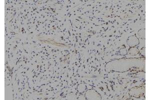 ABIN6277776 at 1/100 staining Human gastric tissue by IHC-P.