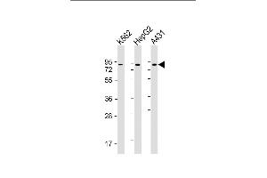 All lanes : Anti-GOLGA5 Antibody at 1:2000 dilution Lane 1: K562 whole cell lysate Lane 2: HepG2 whole cell lysate Lane 3: A431 whole cell lysate Lysates/proteins at 20 μg per lane. (GOLGA5 antibody  (AA 1-300))