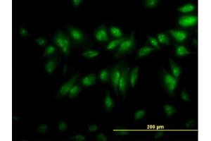 Image no. 4 for anti-CLK3 (CLK3) (AA 36-136) antibody (ABIN598615) (CLK3 antibody  (AA 36-136))