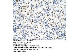 Rabbit Anti-HNRPA3 Antibody  Paraffin Embedded Tissue: Human Liver Cellular Data: Hepatocytes Antibody Concentration: 4. (HNRNPA3 antibody  (N-Term))
