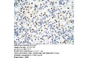 Rabbit Anti-HNRPA3 Antibody  Paraffin Embedded Tissue: Human Liver Cellular Data: Hepatocytes Antibody Concentration: 4. (HNRNPA3 antibody  (N-Term))