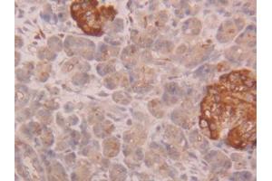 DAB staining on IHC-P; Samples: Human Pancreas Tissue (CUZD1 antibody  (AA 218-479))