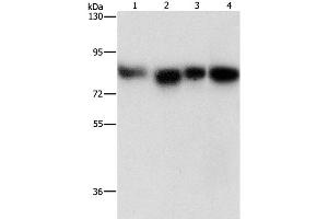 Western Blot analysis of Hela, 231, hepG2 and Raji cell using MAD1L1 Polyclonal Antibody at dilution of 1:500 (MAD1L1 antibody)