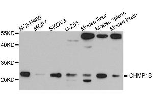 Western blot analysis of extract of various cells, using CHMP1B antibody. (CHMP1B antibody)