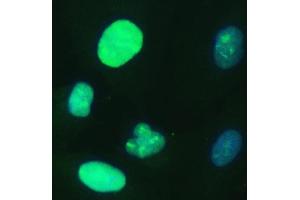 IF analysis of UBE2S using anti-UBE2S antibody (ABIN7602116). (UBE2S antibody  (AA 6-155))