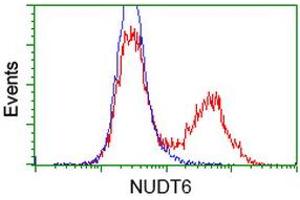 HEK293T cells transfected with either RC203470 overexpress plasmid (Red) or empty vector control plasmid (Blue) were immunostained by anti-NUDT6 antibody (ABIN2454184), and then analyzed by flow cytometry. (NUDT6 antibody)