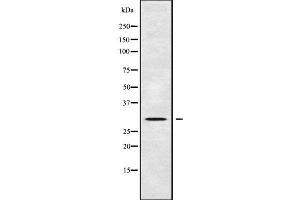 Western blot analysis of AQP8 using 293 whole cell lysates (Aquaporin 8 antibody  (N-Term))