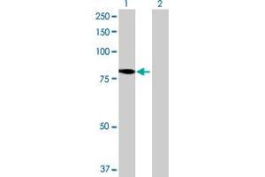 Western Blot analysis of KIAA1841 expression in transfected 293T cell line by KIAA1841 MaxPab polyclonal antibody.