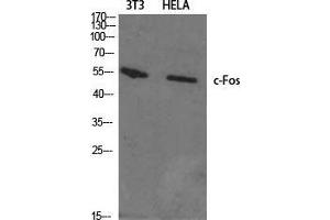 Western Blot (WB) analysis of specific cells using c-Fos Polyclonal Antibody. (c-FOS antibody  (N-Term))