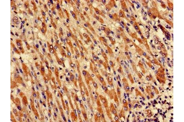 CRIPT antibody  (AA 1-101)