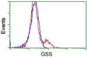 HEK293T cells transfected with either RC203174 overexpress plasmid (Red) or empty vector control plasmid (Blue) were immunostained by anti-GSS antibody (ABIN2453904), and then analyzed by flow cytometry. (Glutathione Synthetase antibody)
