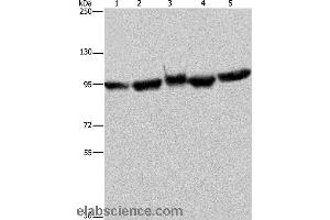 Western blot analysis of A549 and 293T cell, mouse brain tissue, K562 and Hela cell, using HSP90AA1 Polyclonal Antibody at dilution of 1:350 (HSP90AA2 antibody)