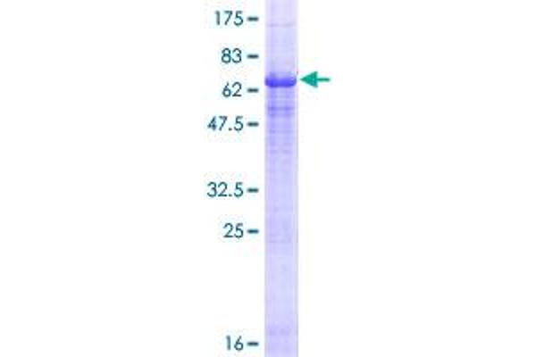 NAALADL2 Protein (AA 1-320) (GST tag)